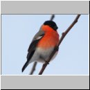 Pyrrhula pyrrhula - Gimpel m02b.jpg